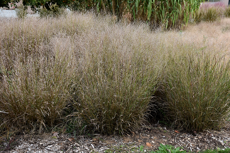 Shenandoah Reed Switch Grass (Panicum virgatum 'Shenandoah') at Piala's Nursery