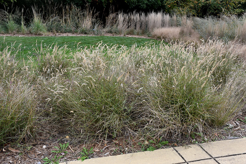 Karley Rose Oriental Fountain Grass (Pennisetum orientale 'Karley Rose') at Piala's Nursery