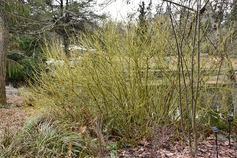 Yellow Twig Dogwood (Cornus sericea 'Flaviramea') at Piala's Nursery