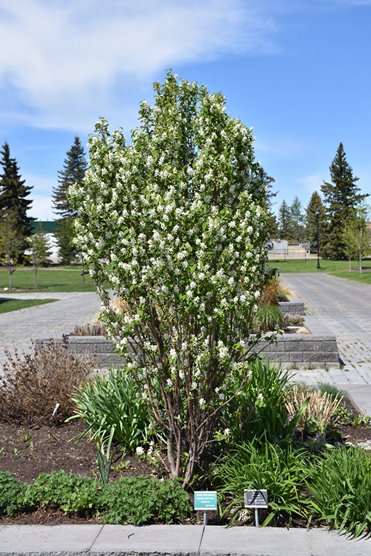 Standing Ovation Saskatoon Berry (Amelanchier alnifolia 'Obelisk') at Piala's Nursery