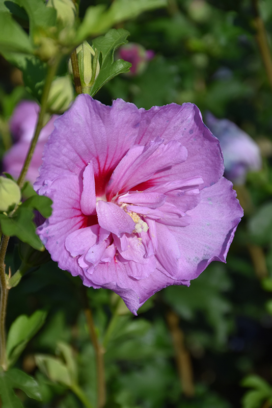 Lavender Chiffon Rose Of Sharon (Hibiscus syriacus 'Notwoodone') at Piala's Nursery