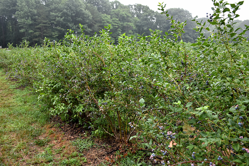 Bluecrop Blueberry (Vaccinium corymbosum 'Bluecrop') at Piala's Nursery