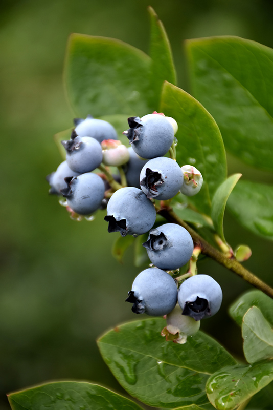 Northblue Blueberry (Vaccinium 'Northblue') at Piala's Nursery