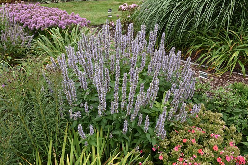 Blue Fortune Anise Hyssop (Agastache 'Blue Fortune') at Piala's Nursery