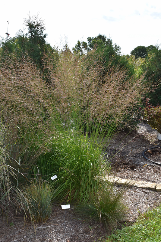 Skyracer Moor Grass (Molinia caerulea 'Skyracer') at Piala's Nursery
