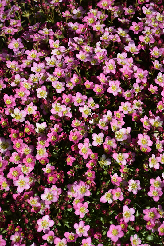 Touran Pink Saxifrage (Saxifraga x arendsii 'Touran Pink') at Piala's Nursery