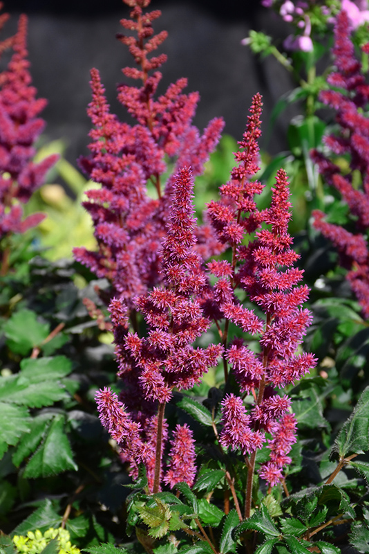 Visions in Red Astilbe (Astilbe chinensis 'Visions in Red') at Piala's Nursery
