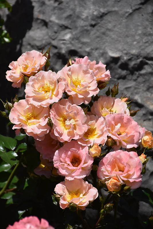Peach Drift Rose (Rosa 'Meiggili') at Piala's Nursery