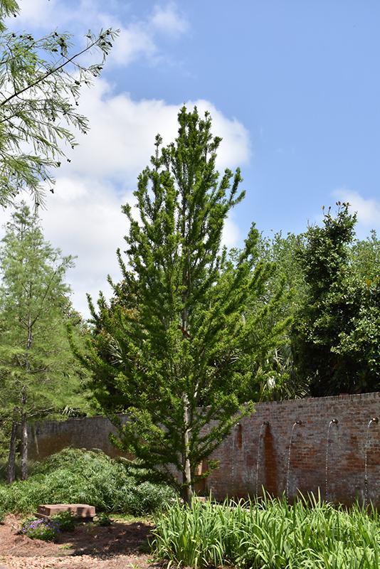 Peve Minaret Baldcypress (Taxodium distichum 'Peve Minaret') at Piala's Nursery