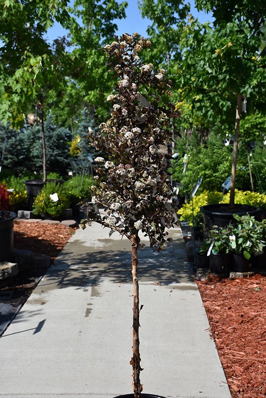 Summer Wine Ninebark (tree form) (Physocarpus opulifolius 'Seward') at Piala's Nursery