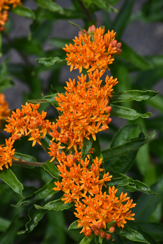 Butterfly Weed (Asclepias tuberosa) at Piala's Nursery