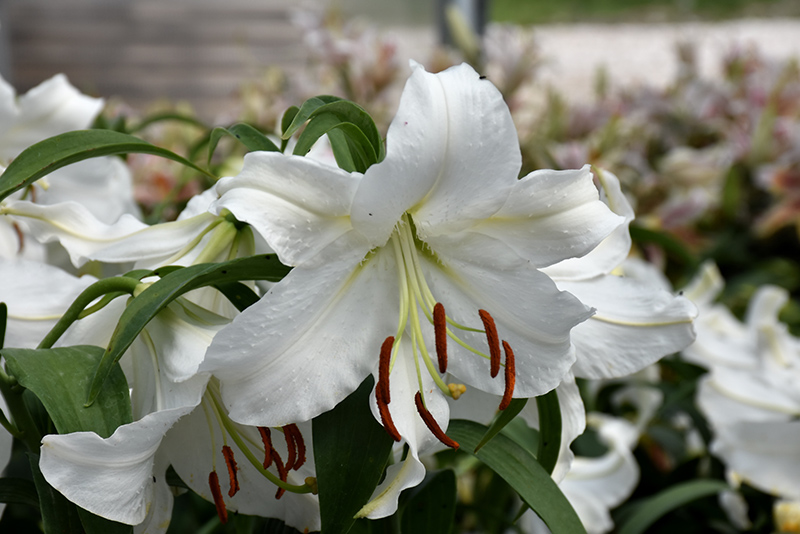 Casa Blanca Lily (Lilium 'Casa Blanca') at Piala's Nursery