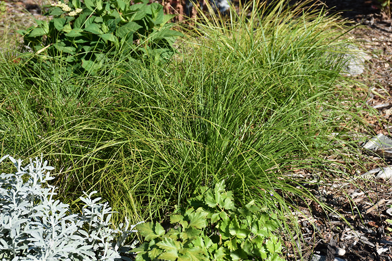 Pennsylvania Sedge Grass (Carex pensylvanica) at Piala's Nursery