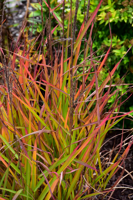 Purple Flame Grass (Miscanthus sinensis 'Purpurascens') at Piala's Nursery