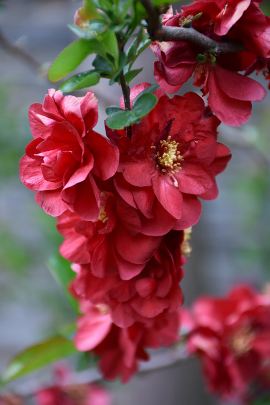 Double Take Scarlet Flowering Quince (Chaenomeles speciosa 'Scarlet Storm') at Piala's Nursery