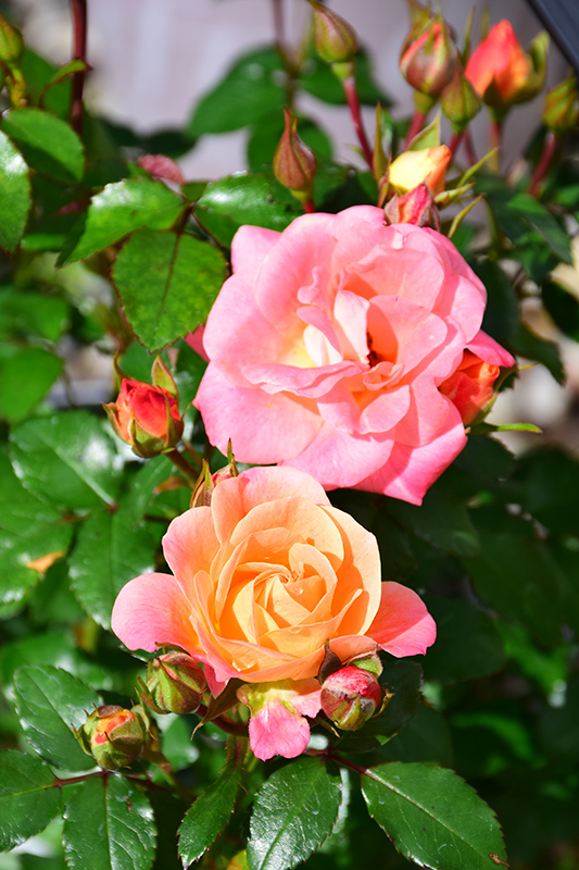 Peach Drift Rose (Rosa 'Meiggili') at Piala's Nursery