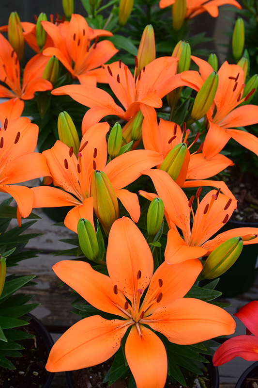 Matrix Orange Lily (Lilium 'Matrix Orange') at Piala's Nursery