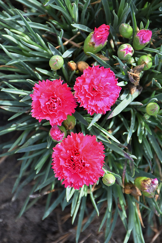 Fruit Punch Cranberry Cocktail Pinks (Dianthus 'Cranberry Cocktail') at Piala's Nursery