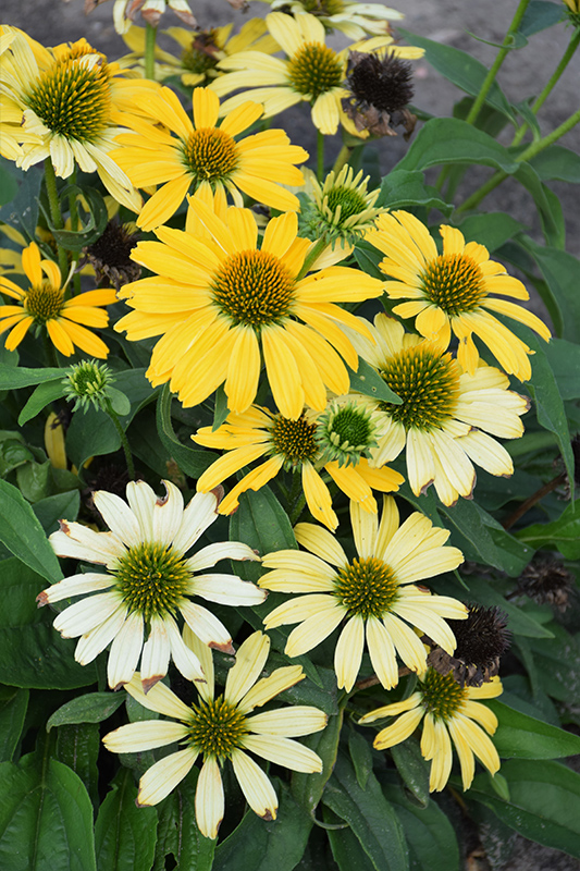 Color Coded Yellow My Darling Coneflower (Echinacea 'Yellow My Darling') at Piala's Nursery
