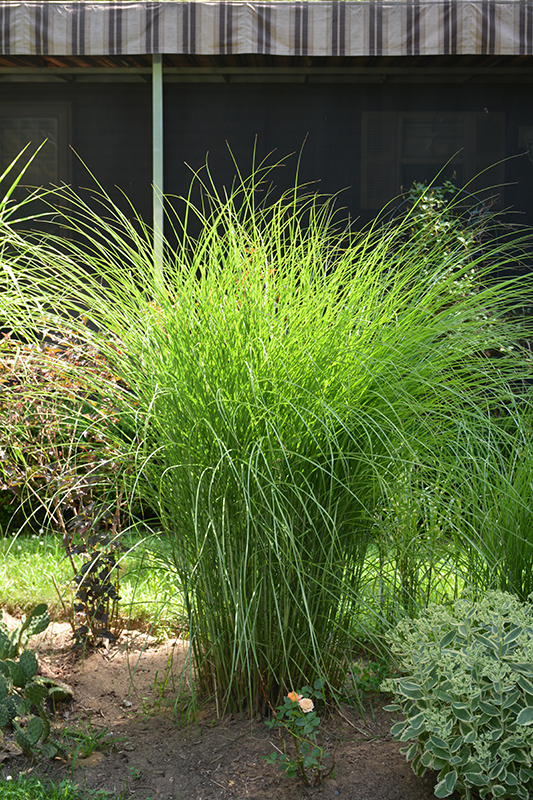 Gracillimus Maiden Grass (Miscanthus sinensis 'Gracillimus') at Piala's Nursery