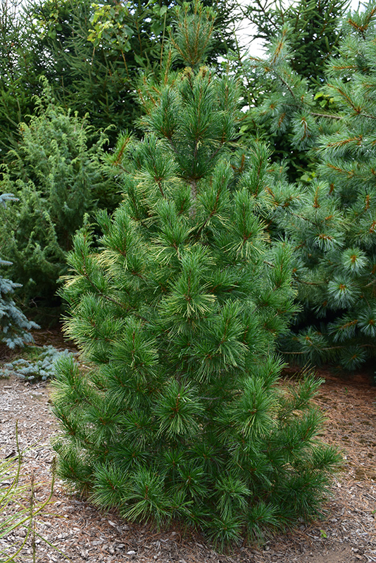 Columnar White Pine (Pinus strobus 'Fastigiata') at Piala's Nursery