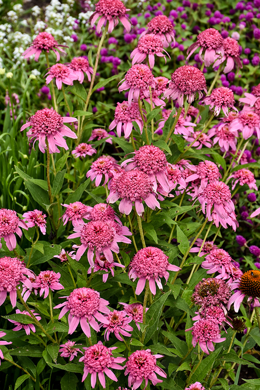 Cone-fections Pink Double Delight Coneflower (Echinacea purpurea 'Pink Double Delight') at Piala's Nursery