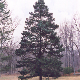 Plant Photo 10