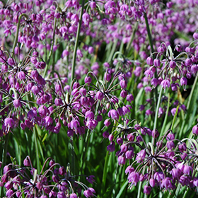 Plant Photo 4