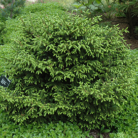 Plant Photo 3