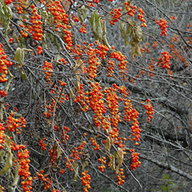 Plant Photo 4