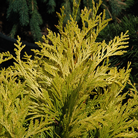Plant Photo 5