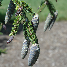 Plant Photo 6