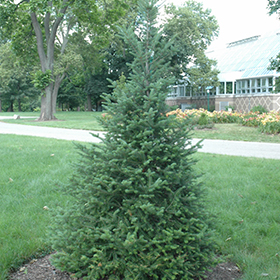Plant Photo 3
