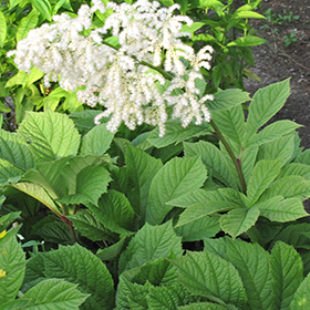 Plant Photo 8