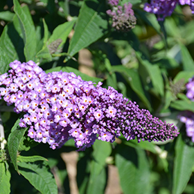 Plant Photo 10