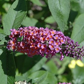 Plant Photo 5