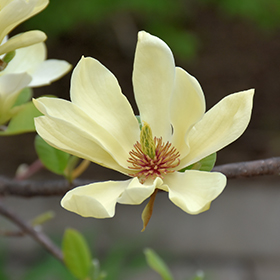 Plant Photo 1