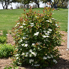 Plant Photo 8