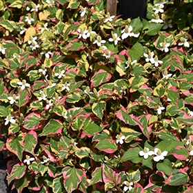 Plant Photo 8