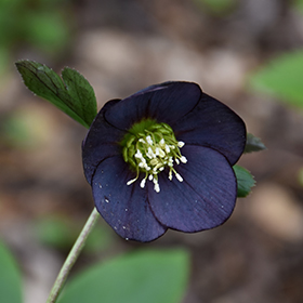 Plant Photo 8