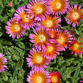 Plant Photo 1