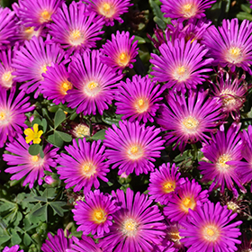 Plant Photo 10