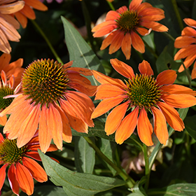 Plant Photo 9