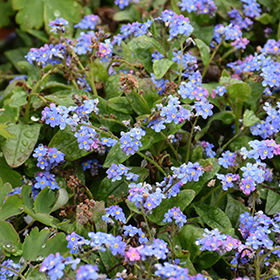 Plant Photo 7
