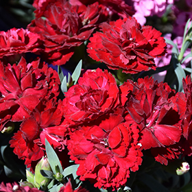 Plant Photo 8