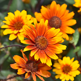 Plant Photo 2