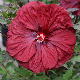 Plant Photo 3