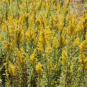 Plant Photo 10