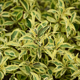Plant Photo 5